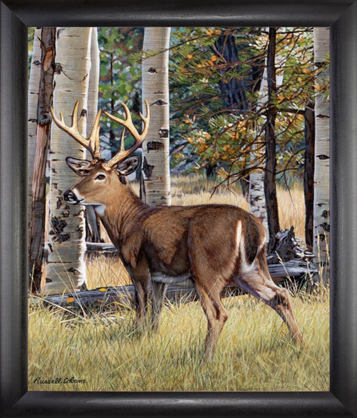 Fall Whitetail