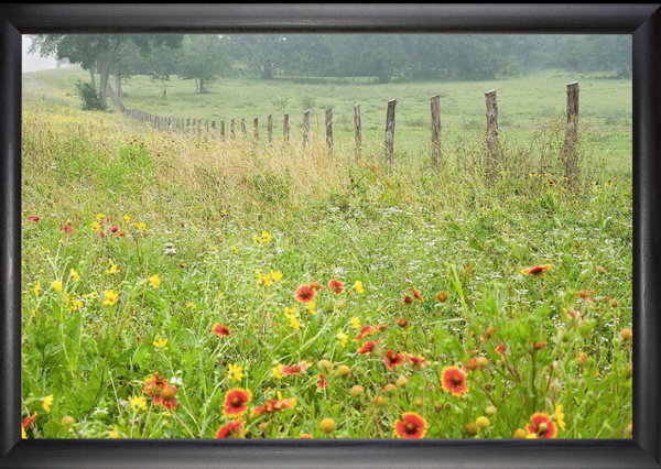 Flowers and Fence