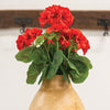 Mini Red Geranium Bush - 12.5"