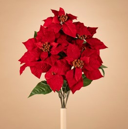 Velvet Poinsettia Bush