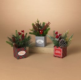 8"H Holiday Potted Pine Arrangement