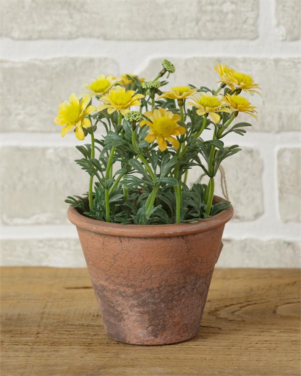 Garden Pot - Miniature Yellow Daisies