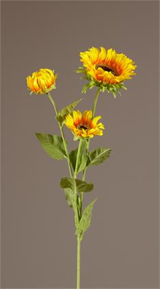 Stem - Yellow Orange Sunflower and Buds