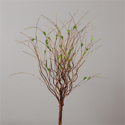 Branch - Curly Willow Tips