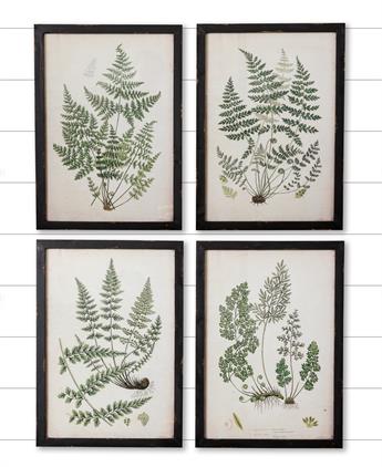 Framed Prints - Ferns