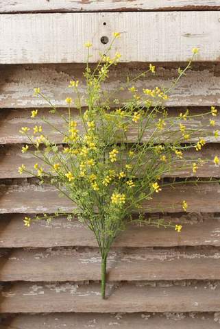 24" Pixieflower Bush-Yellow