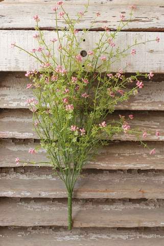 24" Pixieflower Bush-Pink