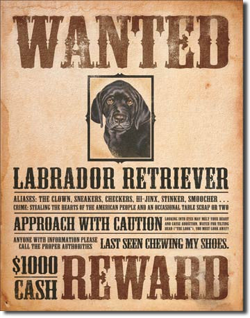 Black Lab - Wanted Poster Tin Sign